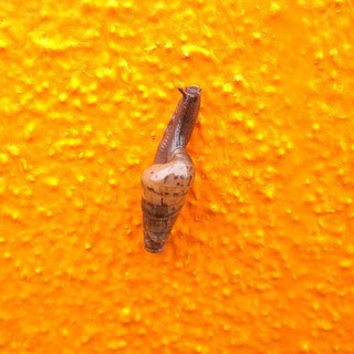 Канал Юлии Ремпель