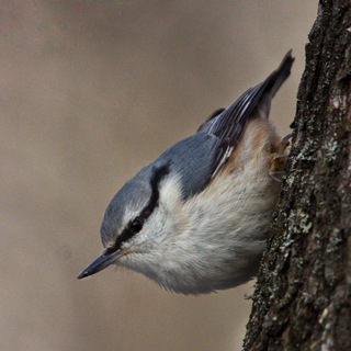 Birds of nature 🦅