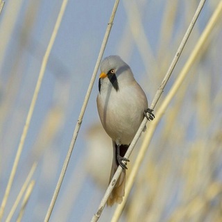 Записки бёрдвотчера