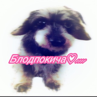 Блодпокича