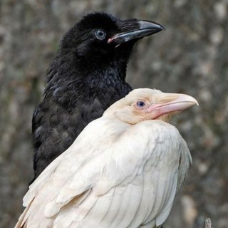 Вещальня Фатума 🦎🔥