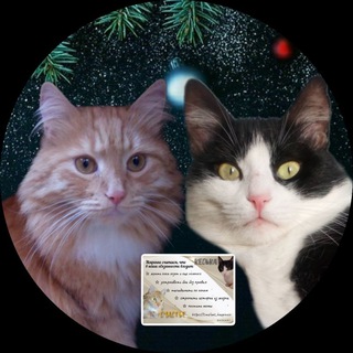 КотоСчастье