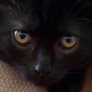 Кот и Кэнон