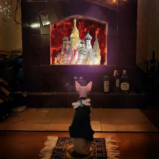 Канал Бургі (Queen of cats)😸ua