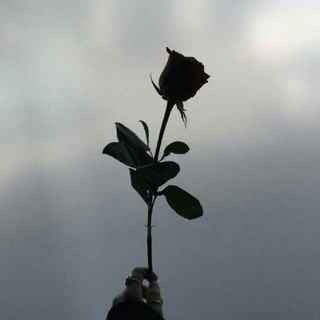 𝗕𝗹𝗮𝗰𝗸 𝗿𝗼𝘀𝗲 🖤🥀