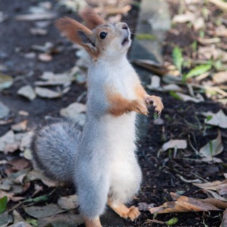 Культурная белочка