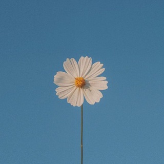 Bloom | добрые вести