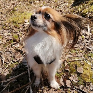 Веточка ❤️🥩