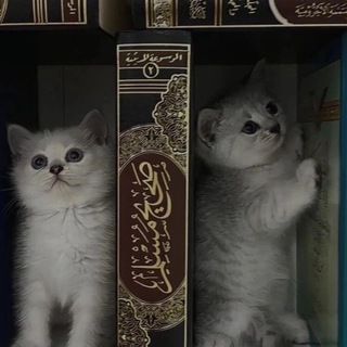 BOOKSAFE | аяты Корана📖