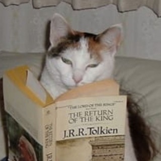 Книги и котики