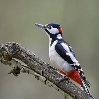 БРЯНСКИЕ ПОЛИТИЧЕСКИЕ ДЯТЛЫ