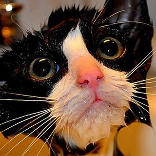 Ох уж эти Кошки...