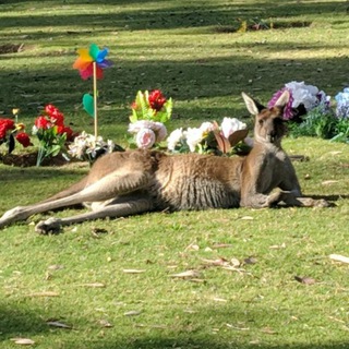 🦘 Энджоим в Австралии
