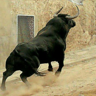 Chorva Mollari Bozori .🐂