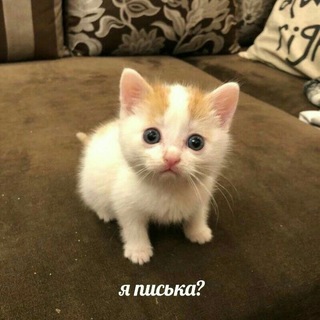 купите жизнь мистеру Ионзу
