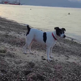 🔔ГДЕ ДЕНЬГИ,ЛЮСЬ🐶? 🎥МОЙ ВИДЕОДНЕВНИК💎