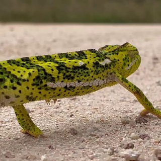 Кейптауниан, ЮАР 🇿🇦