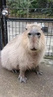 Милые Капибары