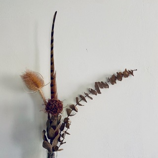 Carrotdrugs meditation