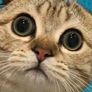 🄺🄾🅃 🄰🄼🅄🅁 🄸 🄶🄴🄽🄰