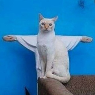 Котики и Енотики