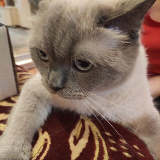 Коты, Котэ, Котики