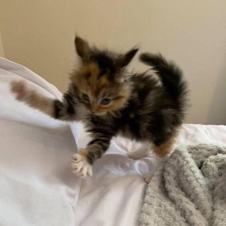 Ⲕⲟⲧυⲕ ⲃ ⲅⲟⲣⲱⲟⳡⲕⲉ | Темы & языки