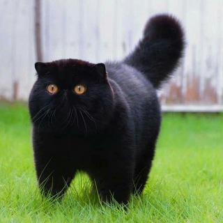 КОТОНОВОСТИ 🐾