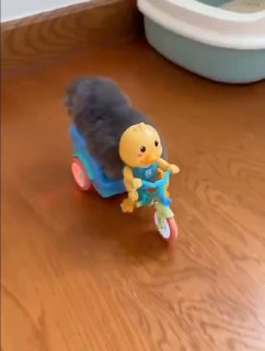 Бляцкие коты