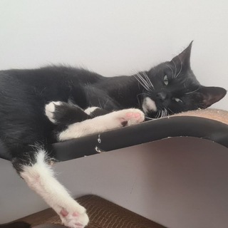 Котики и смехуечки😹😸😼