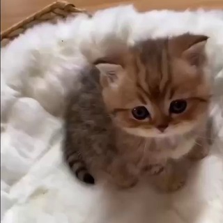 милые котятки