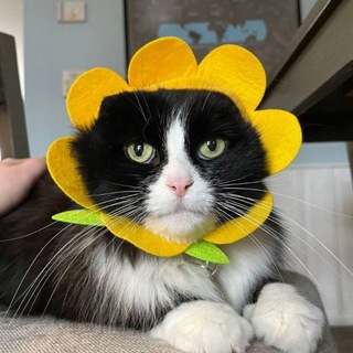 Смешные котики