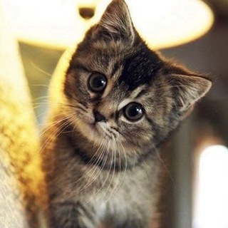 Милые пушистики