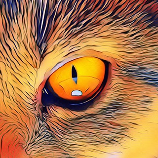 Жизнь с кошкой