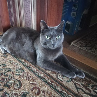 Эротика, война и кошки в филокартии и филателии