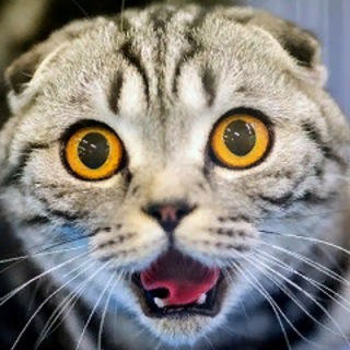 Кошкины😻 Приколы😸