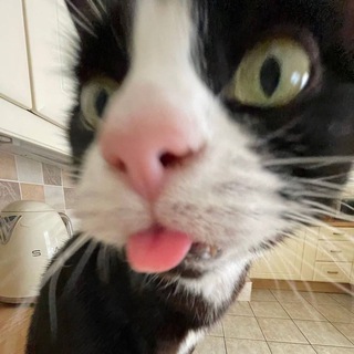 погладь кота