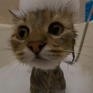 интернет котики