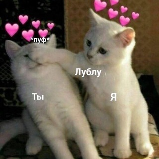 Котики и их пикчи