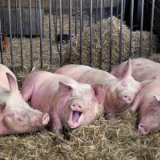 КыФДыК: Джейчик оппа АХ~~~