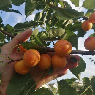 ЛПХ Чапаево