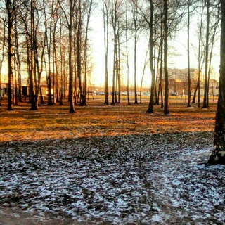 Замѣтки на поляхъ пшеницы