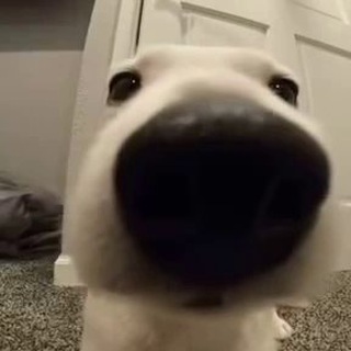 Будка Калберта ( ͡° ͜ʖ ͡°)