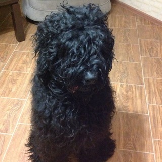 Лохматое счастье моё