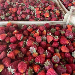 Ягода из Киргизии