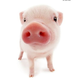 чунка чанка