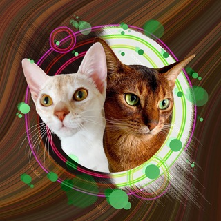 Кот Котангенс