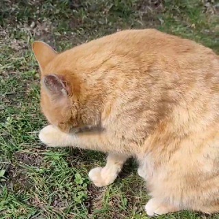 Коты в деревне. Реалити из глубинки