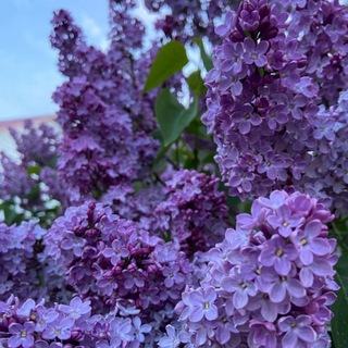 𝚌𝚘𝚣𝚢 𝚑𝚘𝚞𝚜𝚎