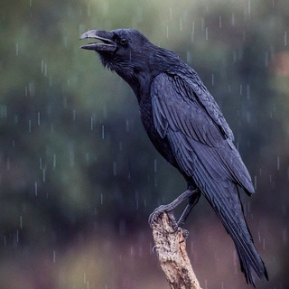 Воронья топь